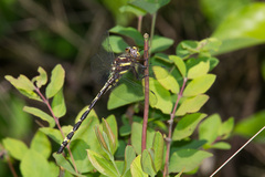 Cordulegaster obliqua
