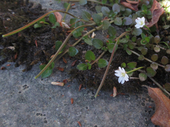Epilobium nerteroides