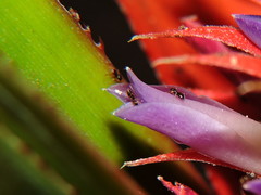 Bromelioideae