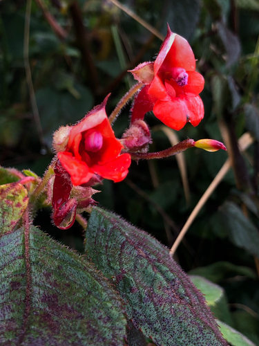 Impatiens runssorensis