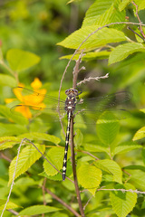 Cordulegaster obliqua