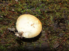 Microporellus