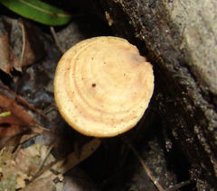 Microporellus