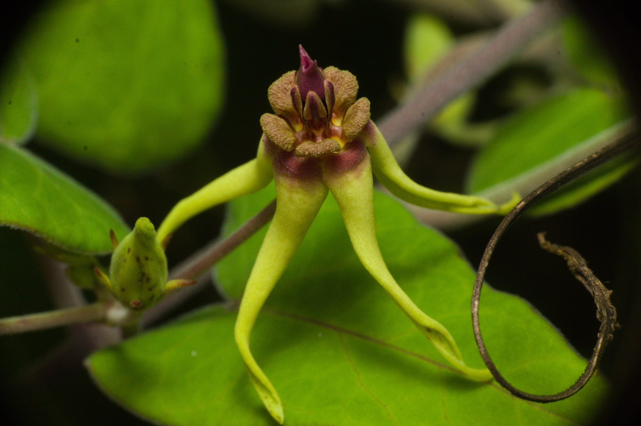 Oxypetalum banksii