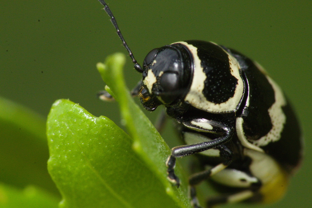 Metallactus albipes