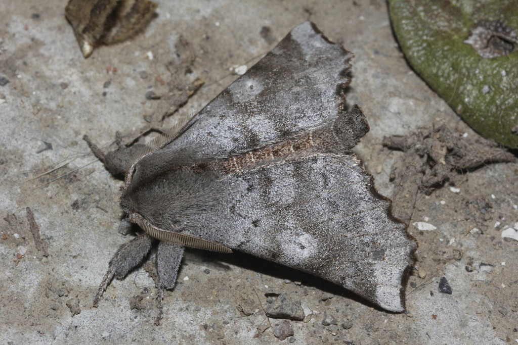 Angel Moth