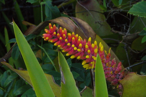 Aechmea kertesziae, photograph 5