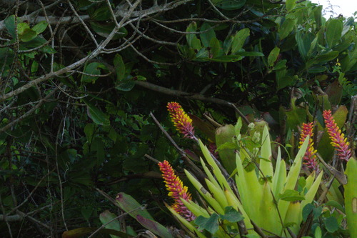 Aechmea kertesziae, photograph 6