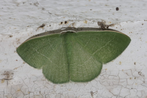 Nemoria zygotaria (Hulst, 1886)