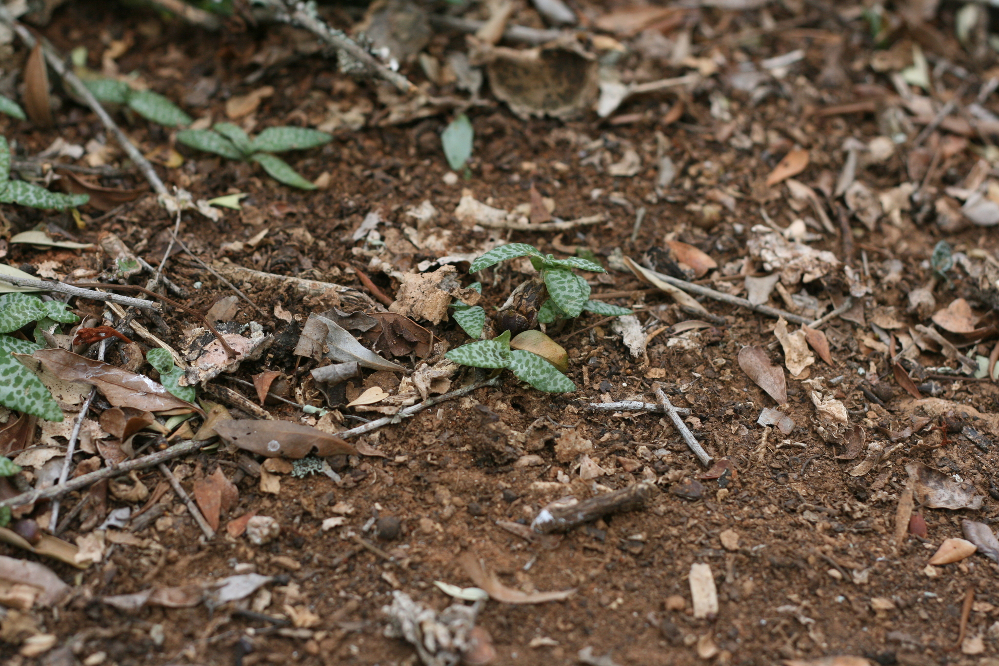 Imagem de Planta-pérola