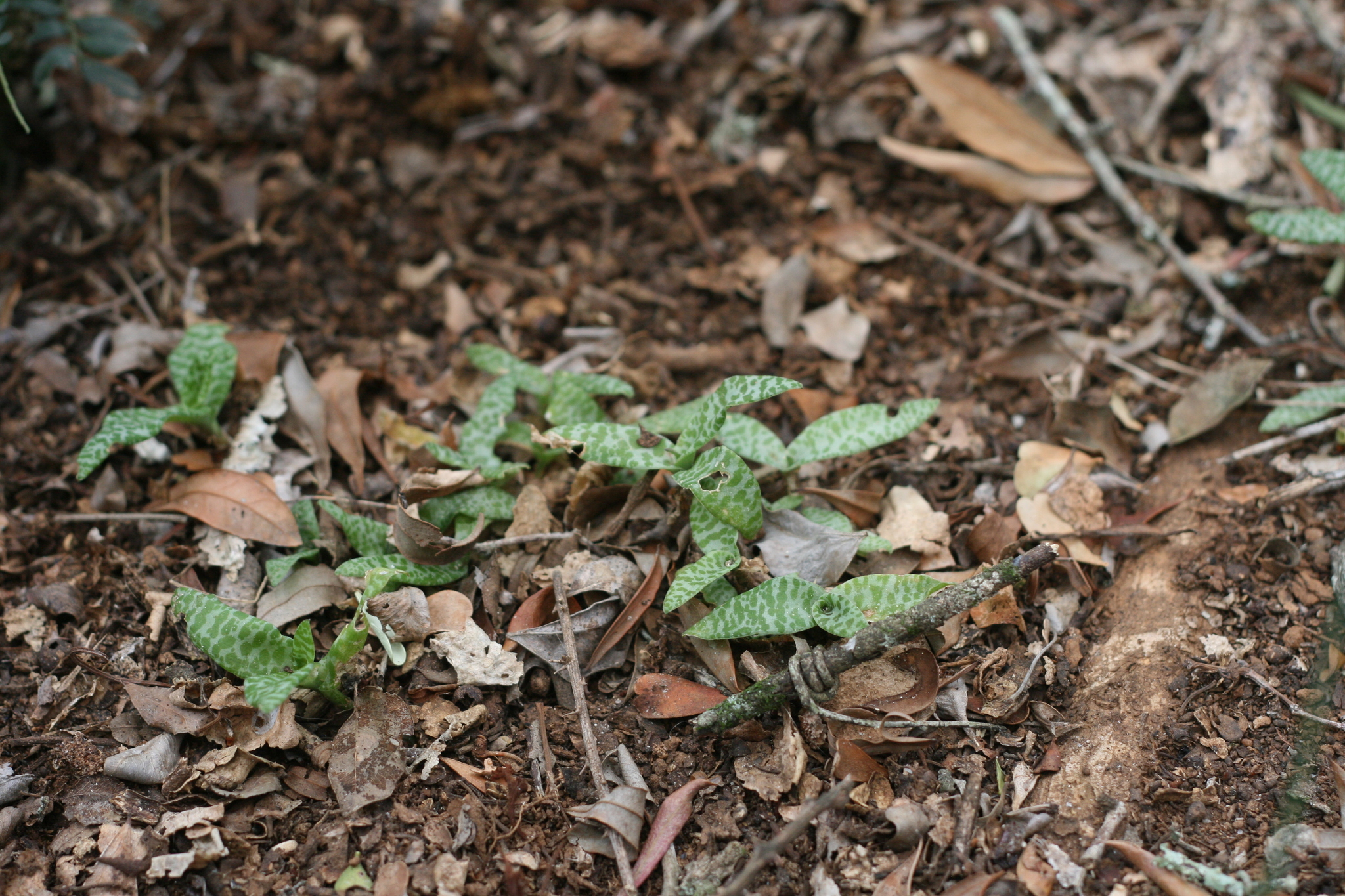 Imagem de Planta-pérola