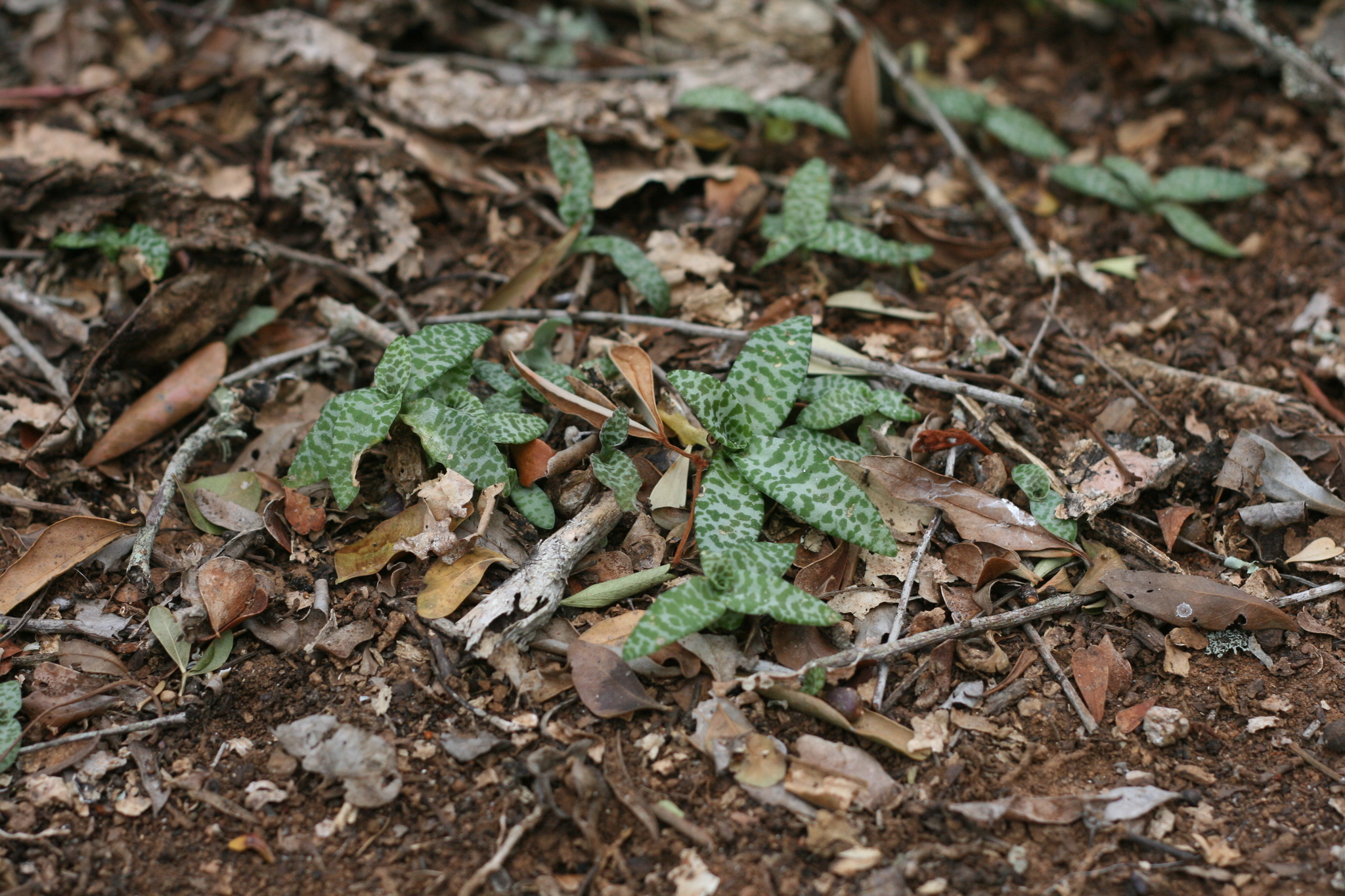 Imagem de Planta-pérola