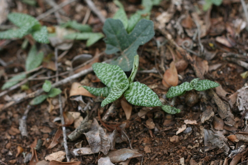 Foto de Planta-pérola