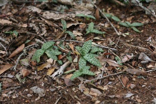 Foto de Planta-pérola
