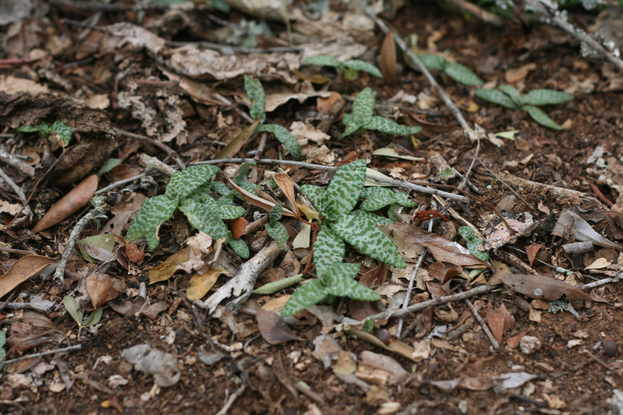 Imagem de Planta-pérola