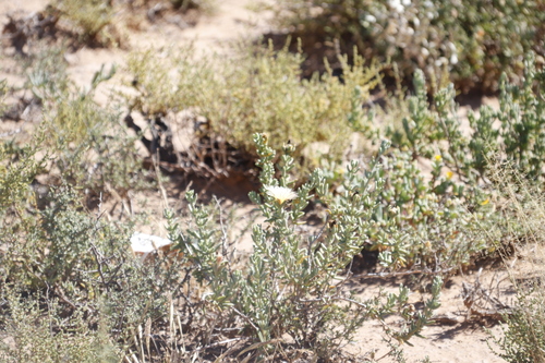 Mesembryanthemum tetragonum