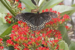 Papilio menatius victorinus