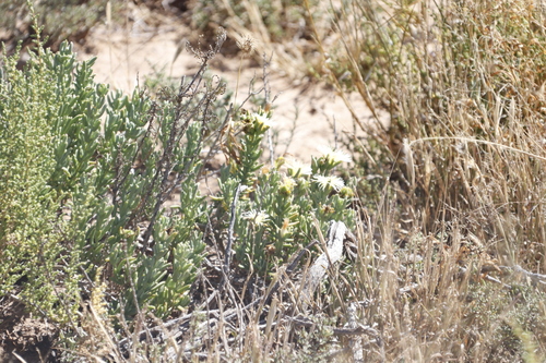 Image of Mesembryanthemum tetragonum by (c) Tony Rebelo, some rights reserved (CC BY-SA)