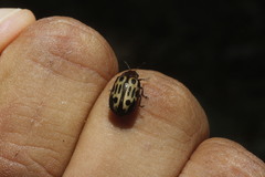 Chrysomela texana