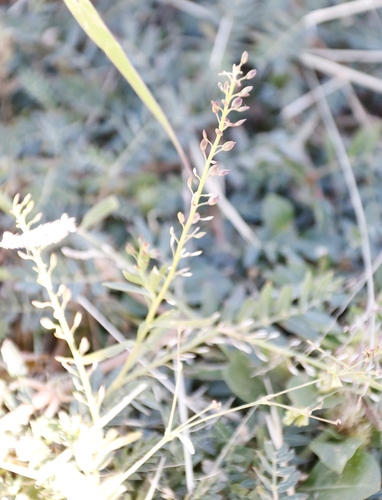 Image of Lepidium africanum by (c) Tony Rebelo, some rights reserved (CC BY-SA)