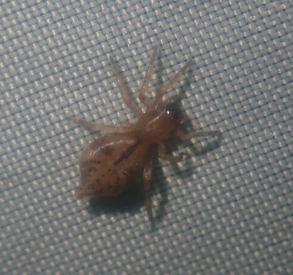 Porrhoclubiona decora
