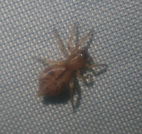 Porrhoclubiona decora
