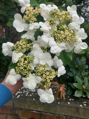 hydrangeas (Genus Hydrangea) · iNaturalist