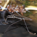 North American Common Water Strider - Photo (c) Valentina L., some rights reserved (CC BY-NC), uploaded by Valentina L.