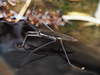 North American Common Water Strider - Photo (c) Valentina L., some rights reserved (CC BY-NC), uploaded by Valentina L.
