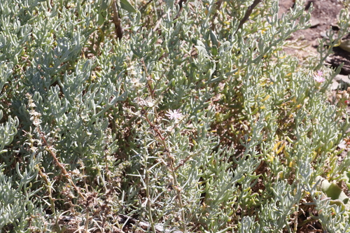 Image of Mesembryanthemum tetragonum by (c) Tony Rebelo, some rights reserved (CC BY-SA)