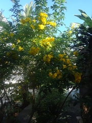 Tecoma stans stans