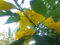 Tecoma stans stans