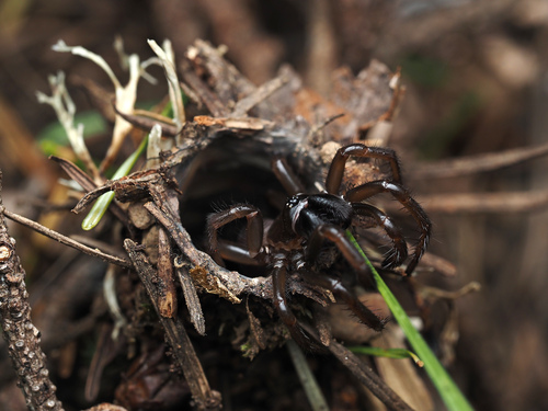 California Turret Spider