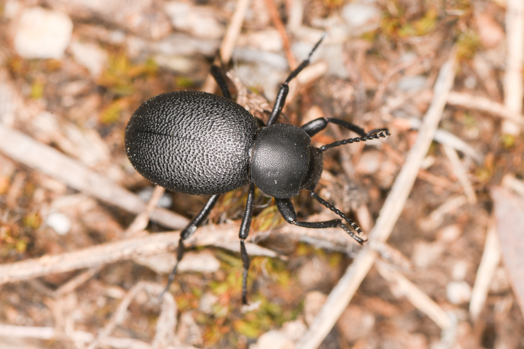 Eleodes scabripennis
