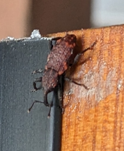 conifer seedling weevil
