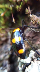 Scaphidomorphus bosci