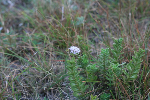 Scabiosa angustiloba