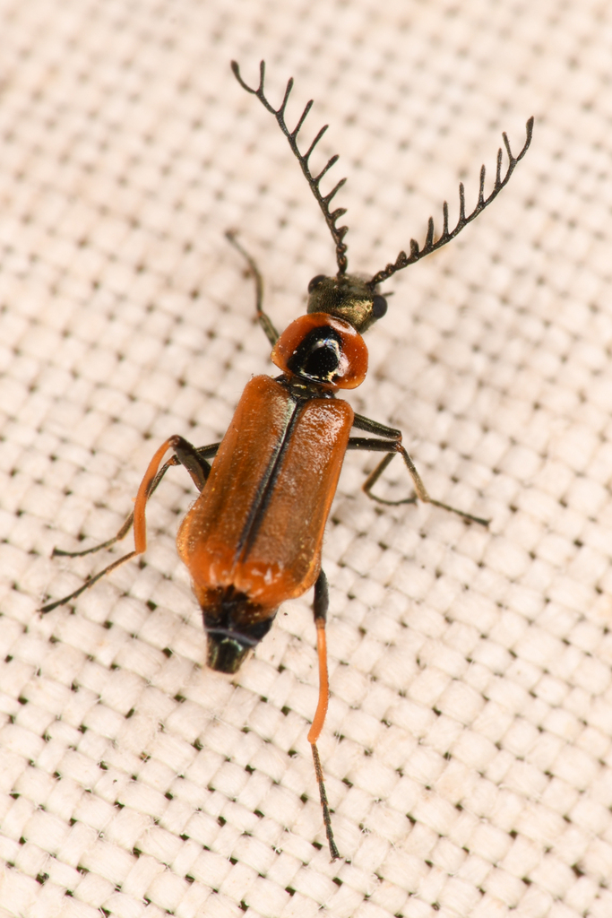 Malachius mirandus