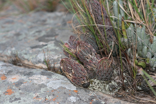 Haworthiopsis reinwardtii (Salm-Dyck) G.D.Rowley