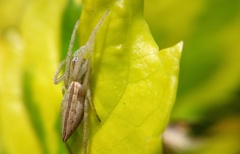 Eustala fuscovittata