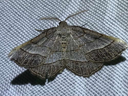Brown-bordered Geometer Moth photo 5