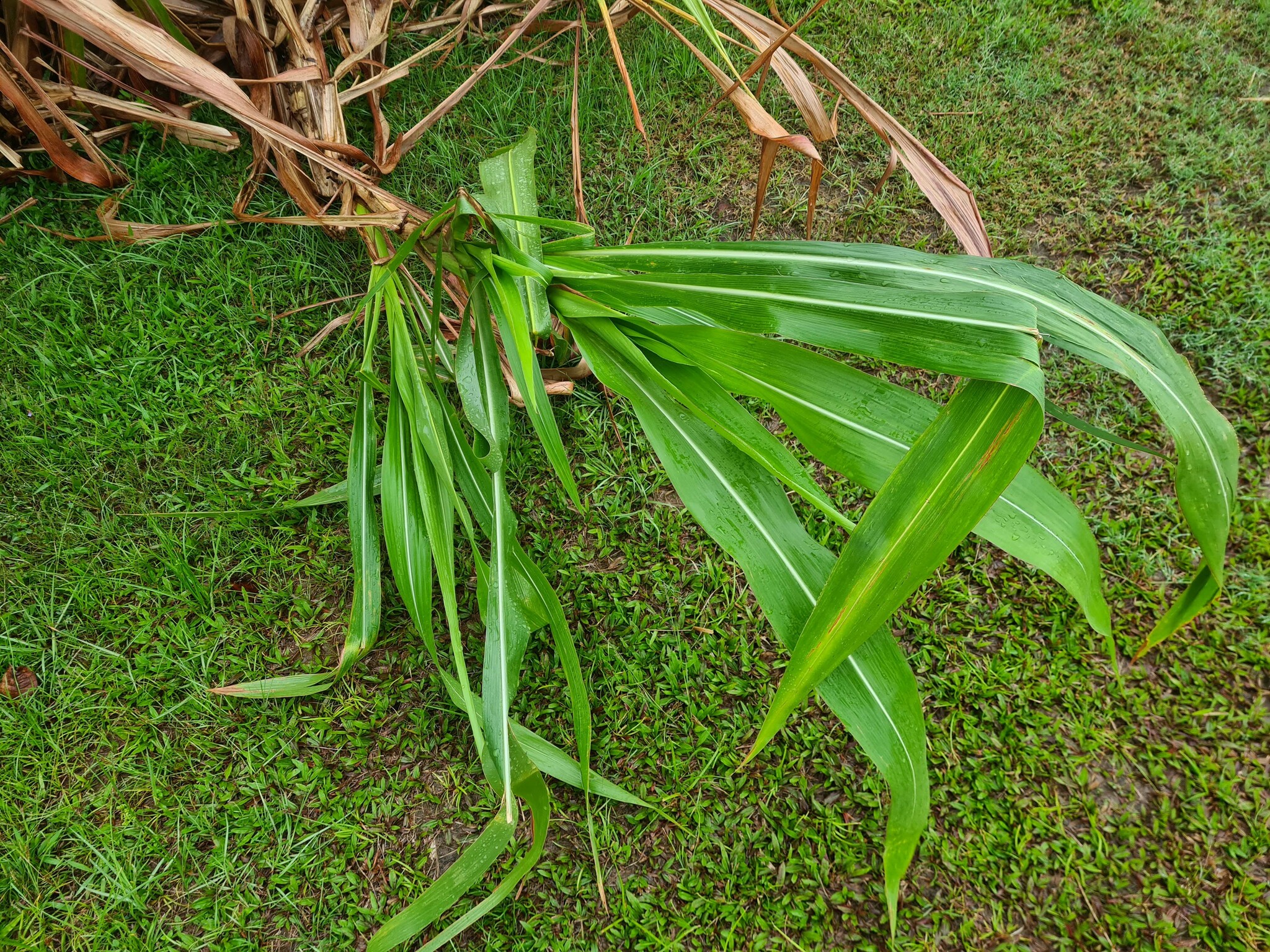 Tripsacum andersonii