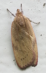 Phaeosaces coarctatella