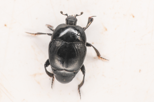 Saprinus oregonensis