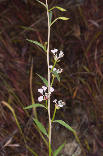 Kern River clarkia (Clarkia exilis)