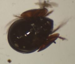 Galumnoidea