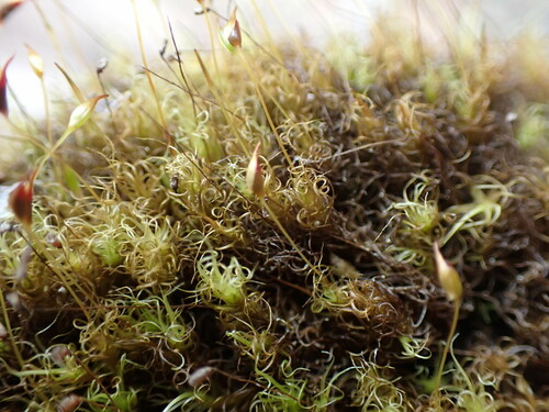 Image of Brideliella wahlenbergii by no rights reserved