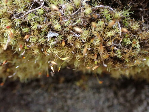 Wahlenberg's Spur Moss (Brideliella wahlenbergii)