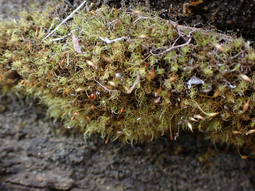 Image of Brideliella wahlenbergii by no rights reserved