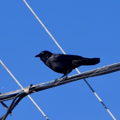 Corvus brachyrhynchos